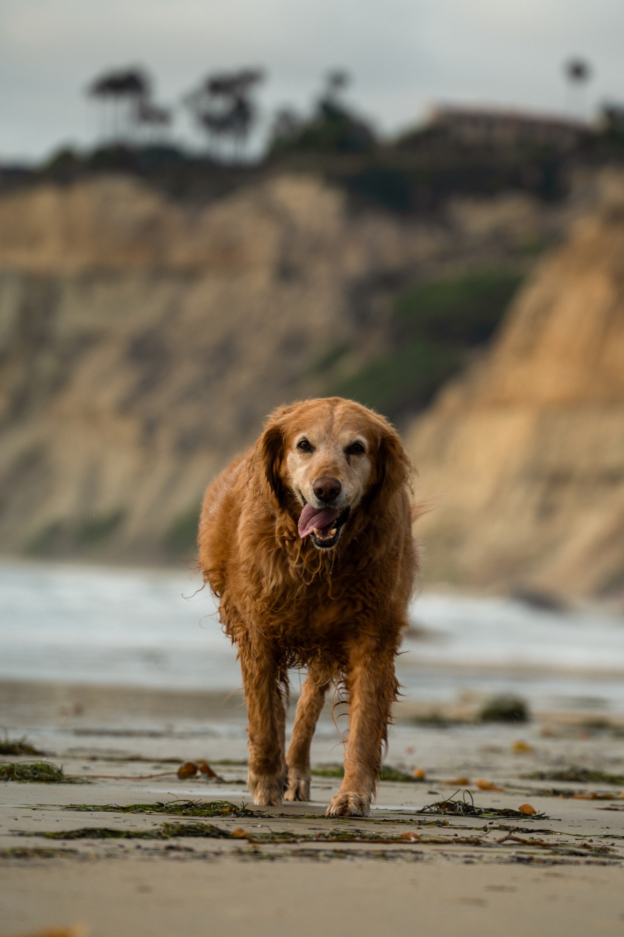 Golden retriever standing on the beach with coastal cliffs behind