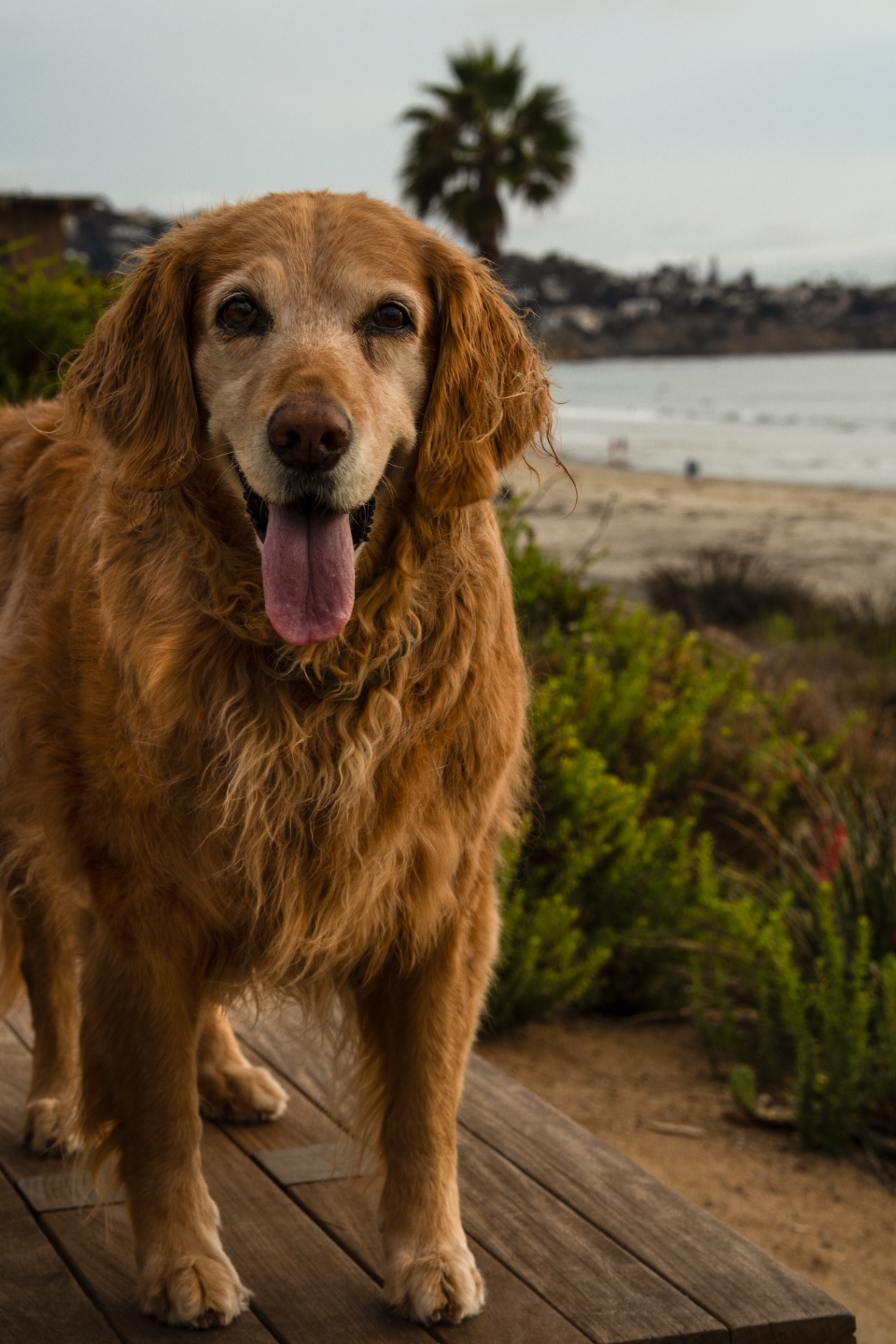 Golden retriever portrait on a boardwalk overlooking a San Diego beach
