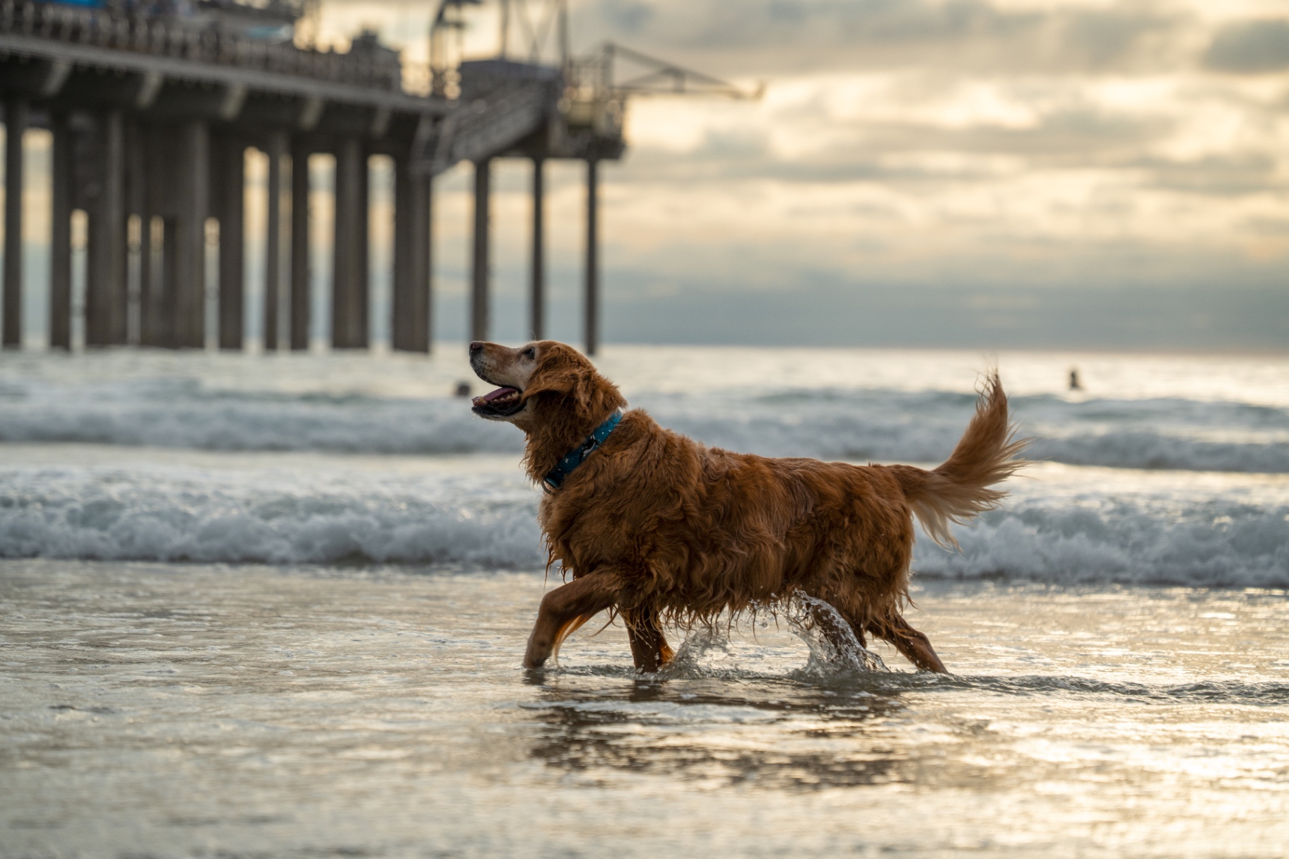 Golden retriever wading through waves near the pier at sunset