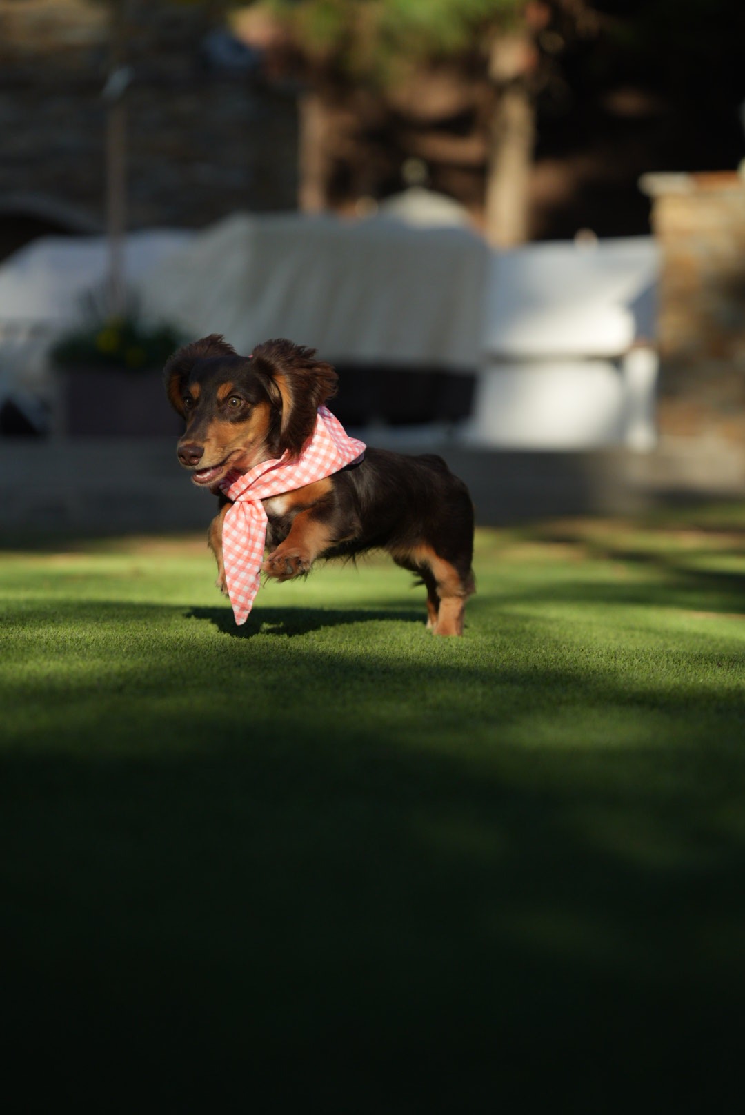 Dachshund in a pink bandana standing in a patch of sunlight