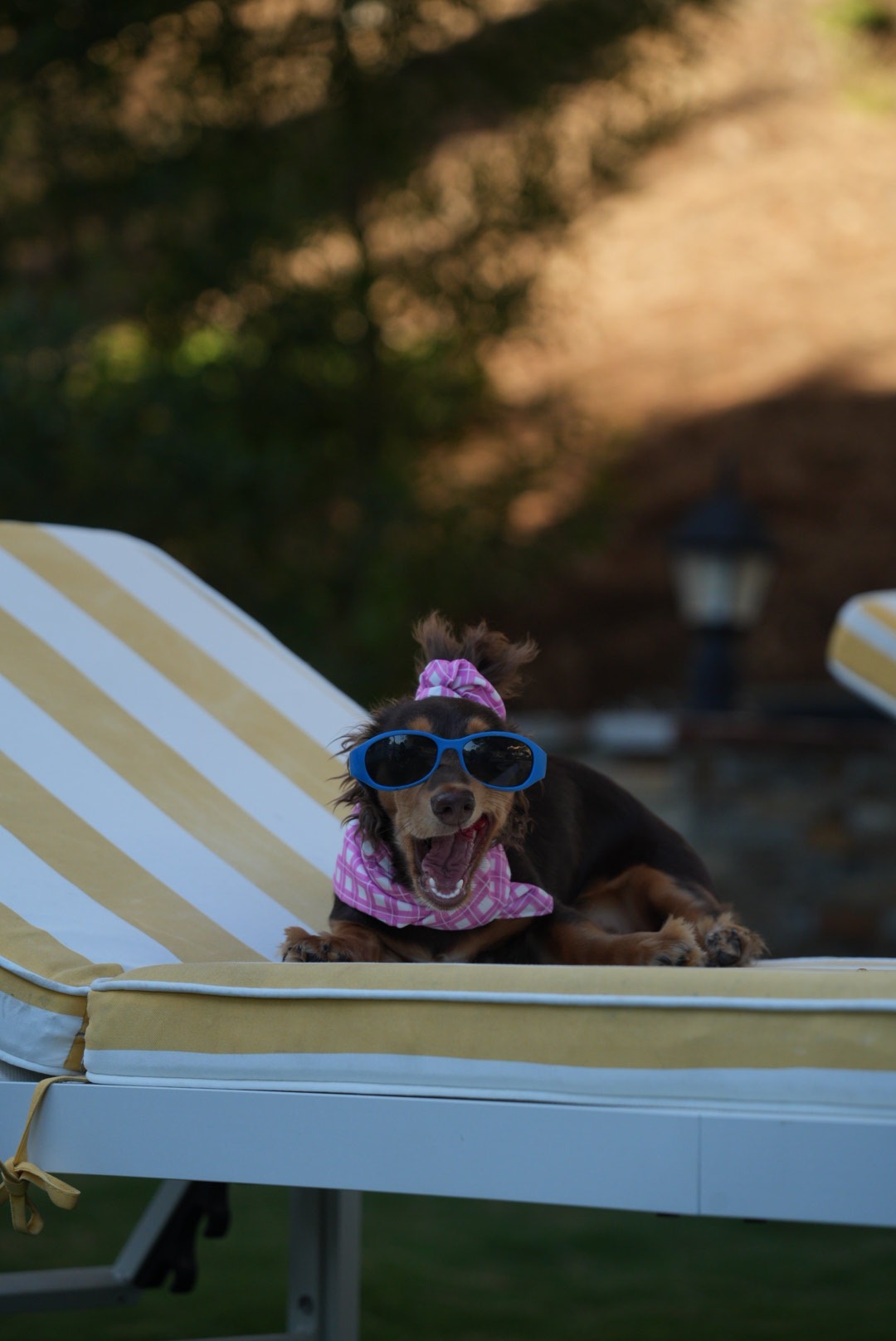Dachshund in sunglasses relaxing on a striped lounge chair