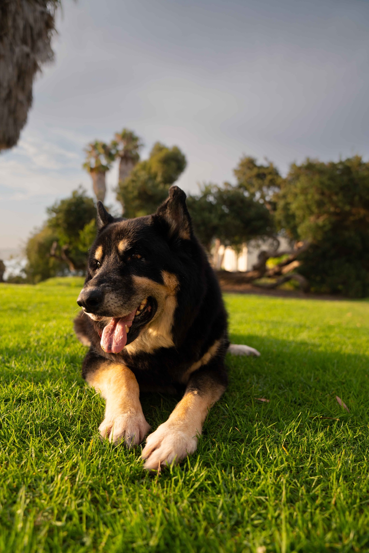 German shepherd mix lying in the grass in warm evening light