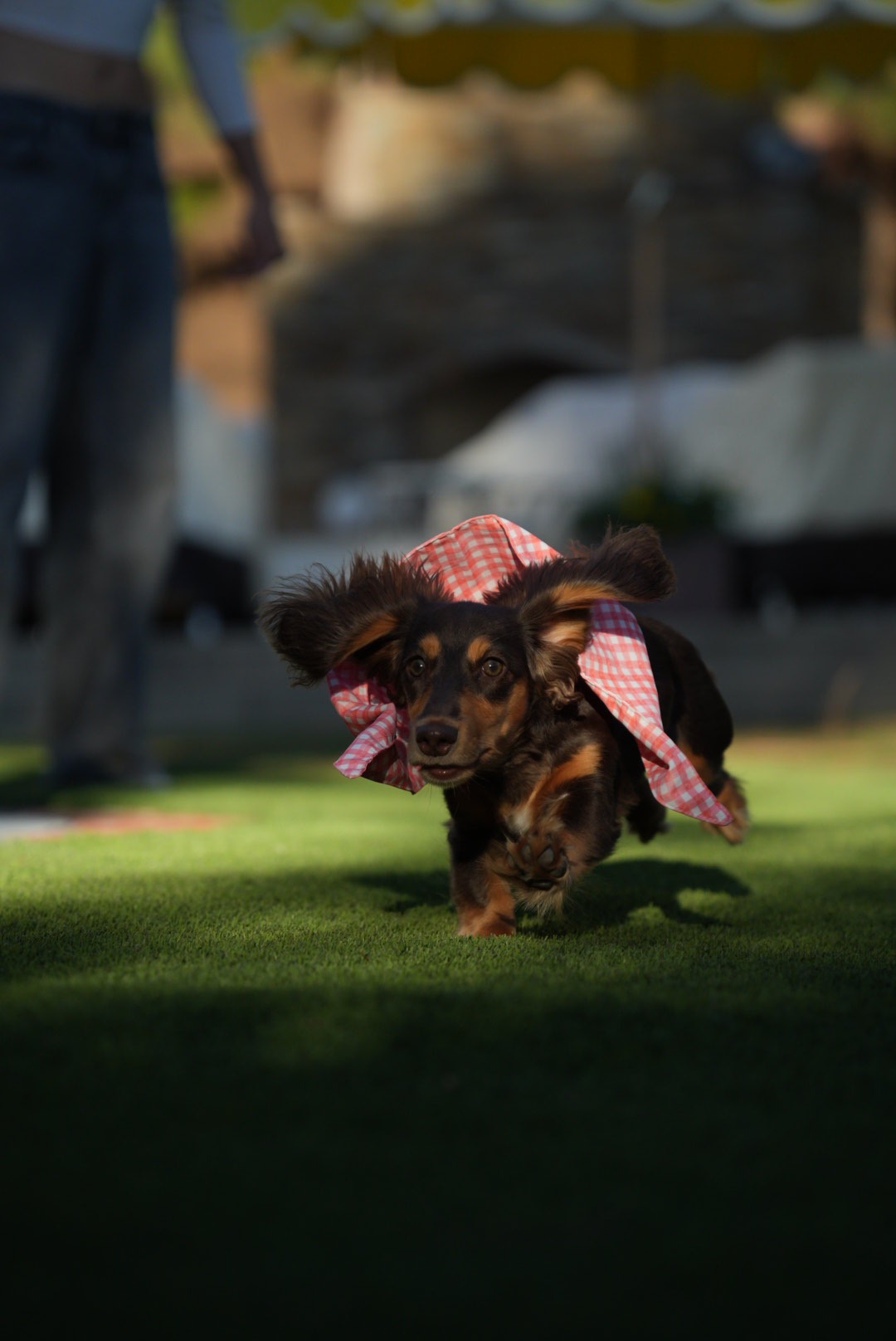 Dachshund running across the grass with ears flying