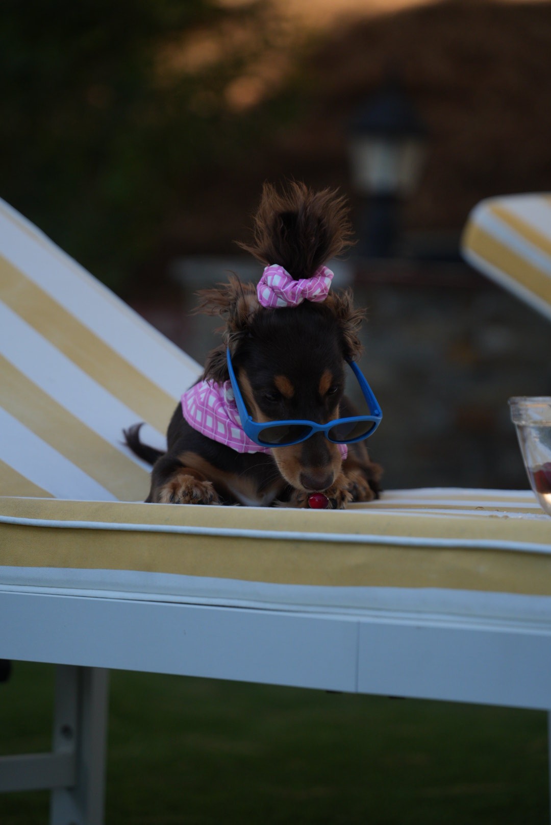 Dachshund with sunglasses licking a treat on a lounge chair