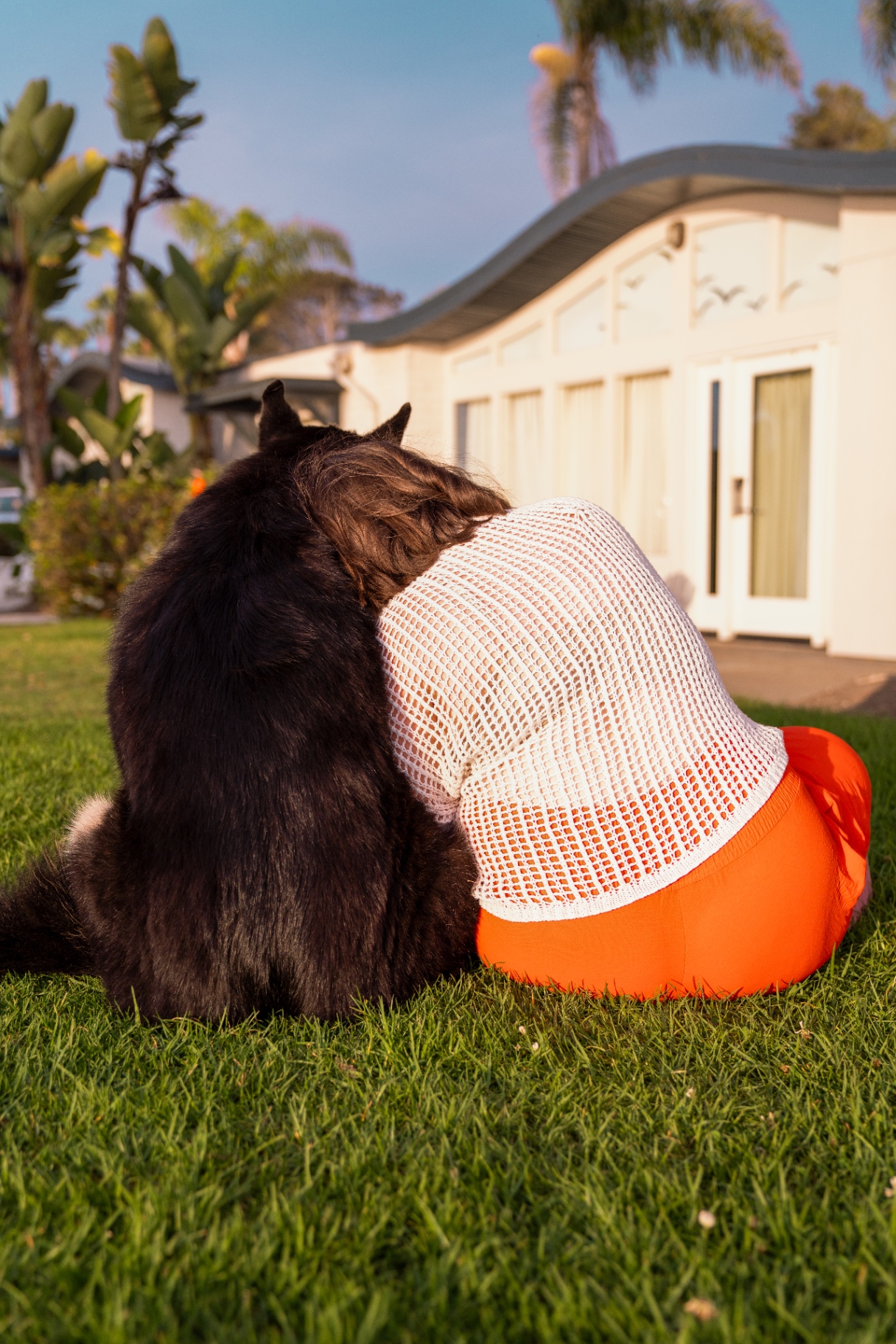Owner hugging her dog on the lawn at sunset