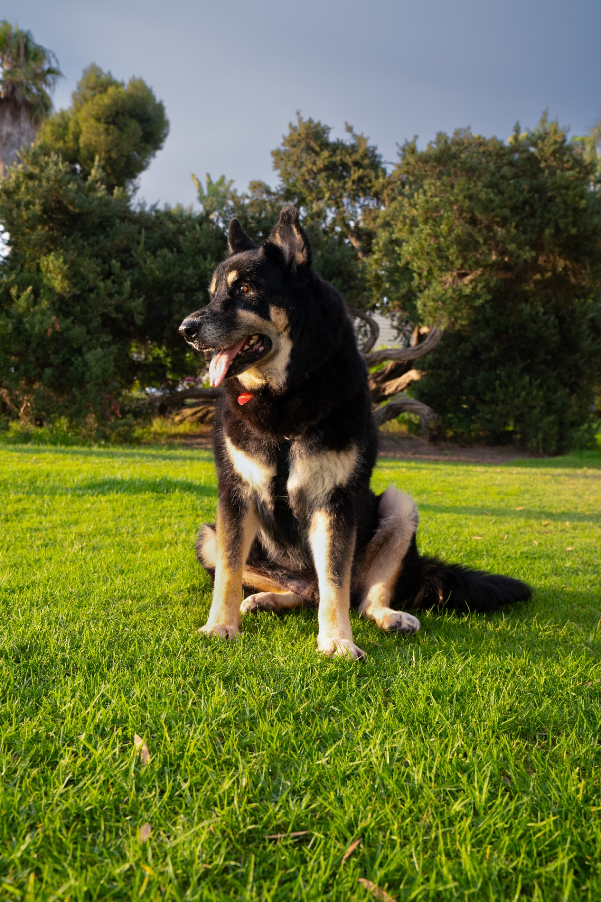 German shepherd mix sitting on a sunlit lawn in San Diego