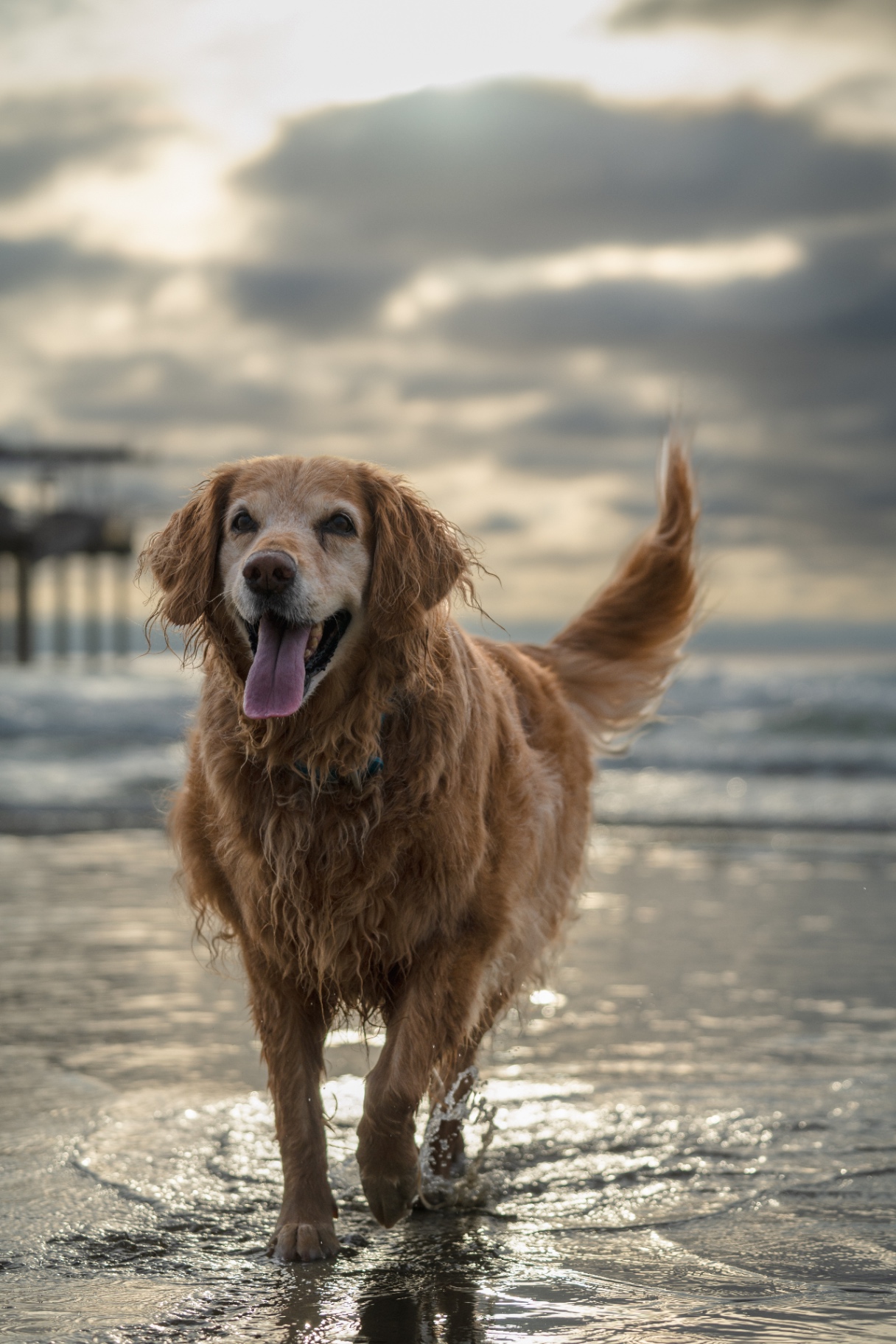 Golden retriever walking through the surf at golden hour